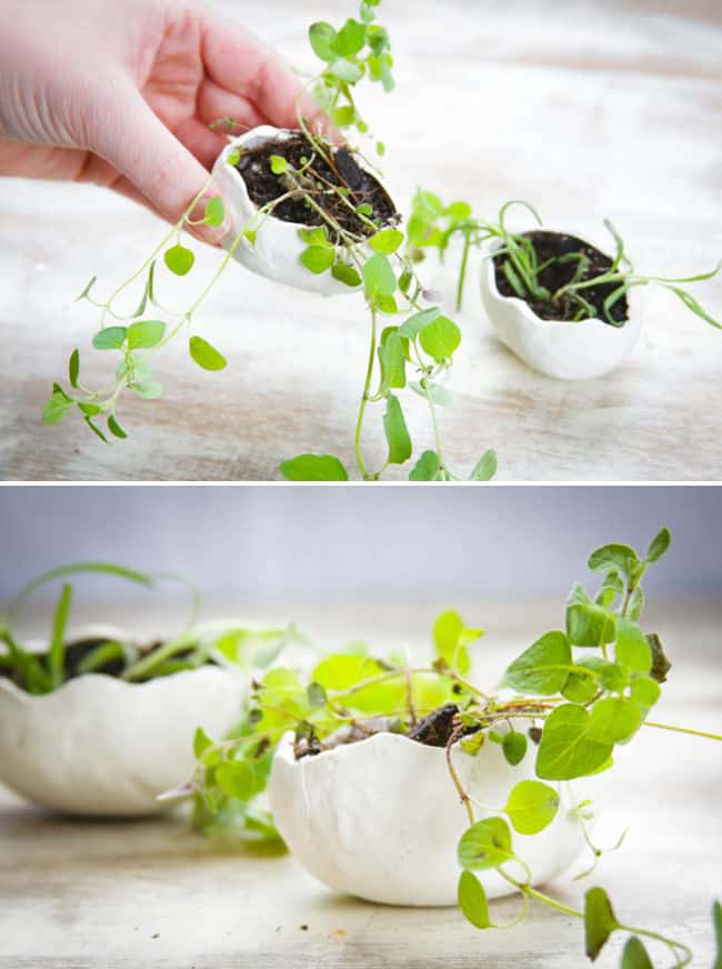 Clay Herb Planters