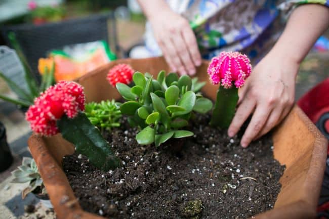 DIY Succulent Garden | Hello Glow