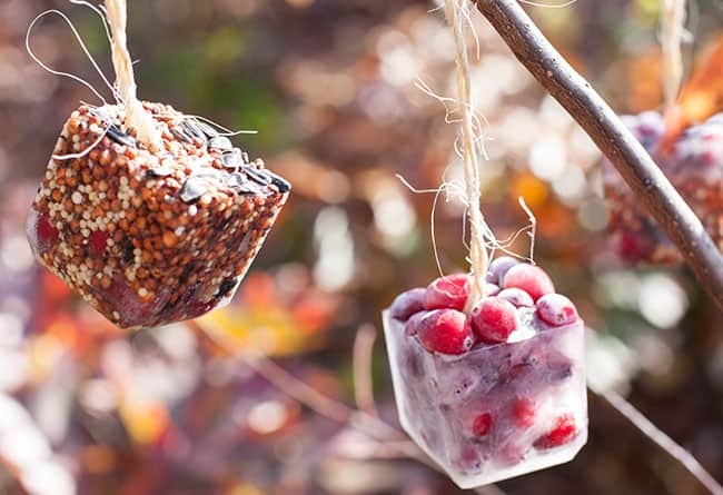 DIY birdseed ice ornaments | Hello Glow