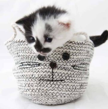 Cat DIY Rope Basket - Hello Nest