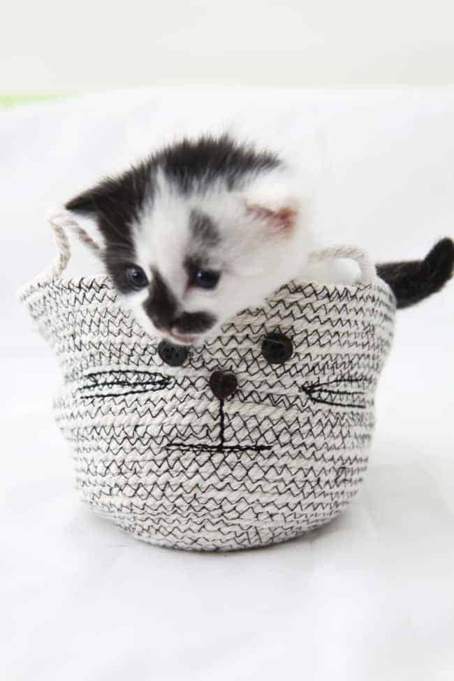 Cat DIY Rope Basket - Hello Nest