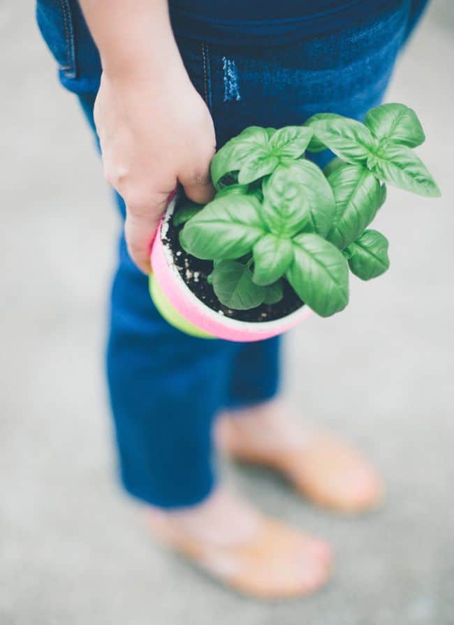 5 Tips For Growing Vegetables + Herbs in Small Spaces Hello Nest