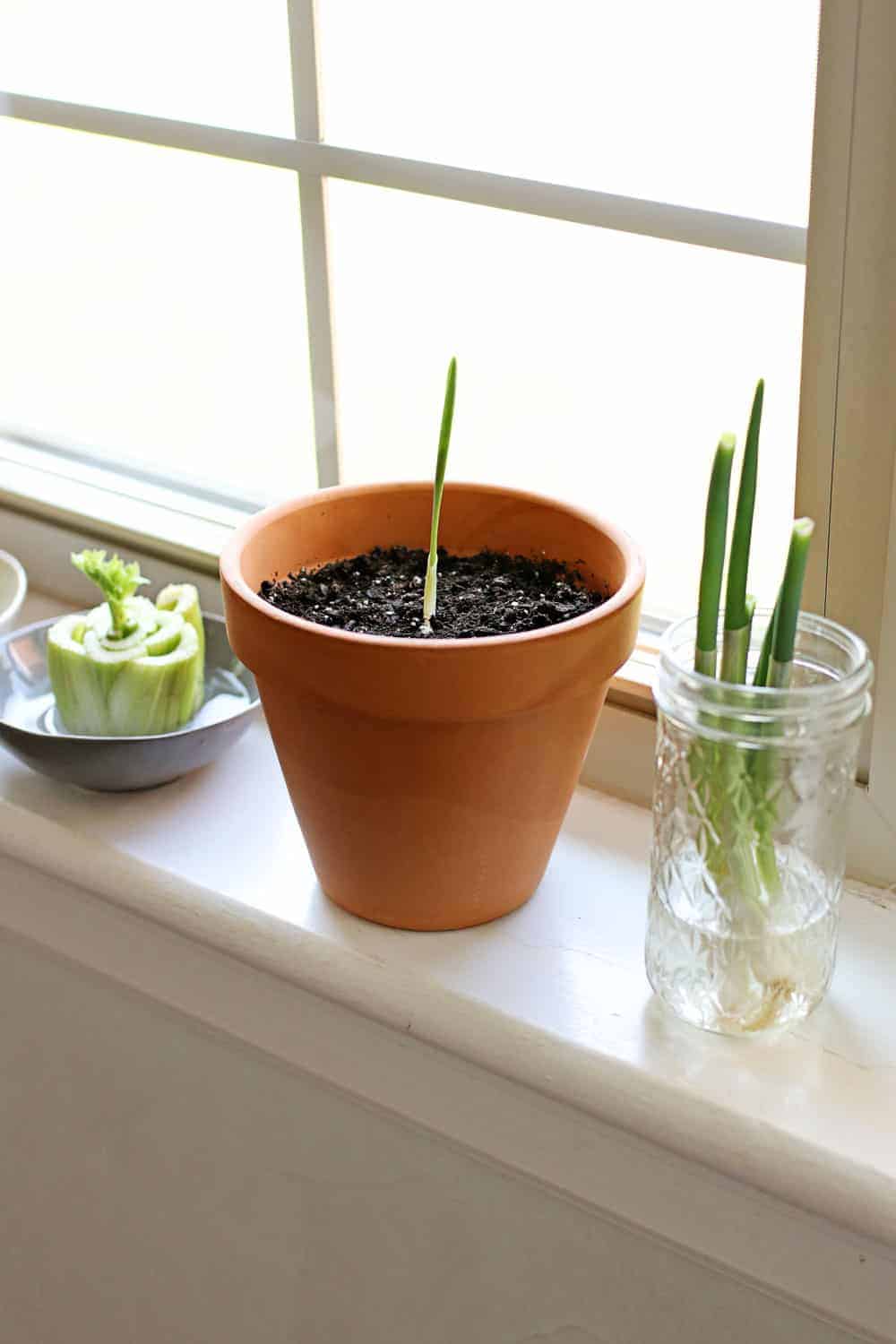 5 Vegetables You Can Grow from Kitchen Scraps