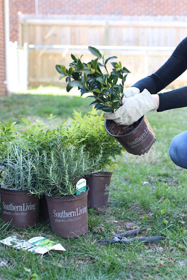 6 Tips for Refreshing Your Yard in 24 Hours (or Less!)