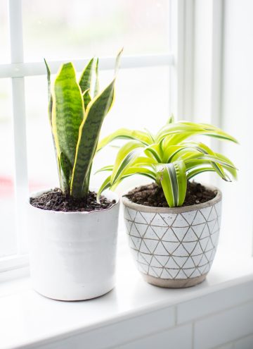 10 Plants for the Bathroom