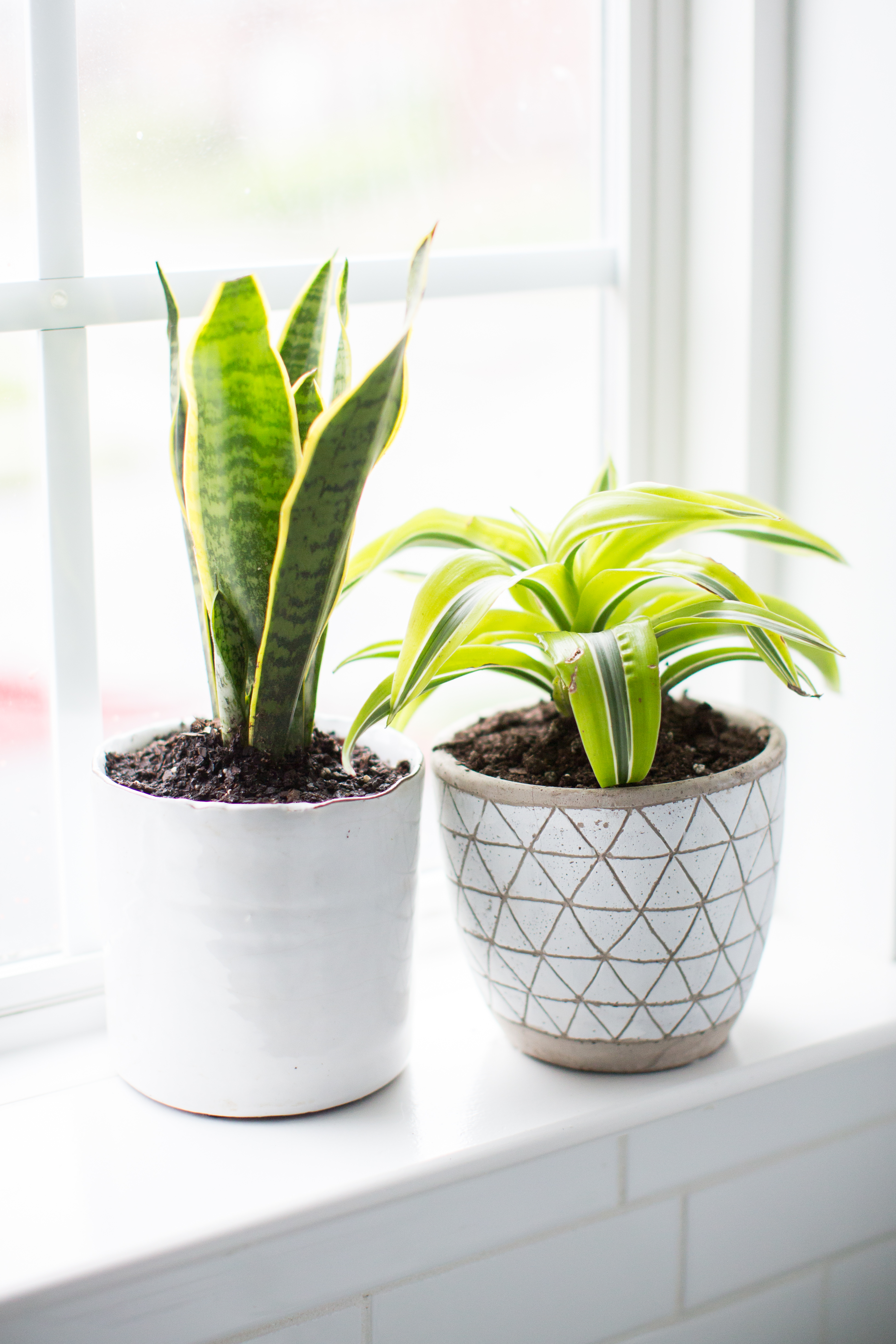 10 Best Plants For The Bathroom Hello Nest