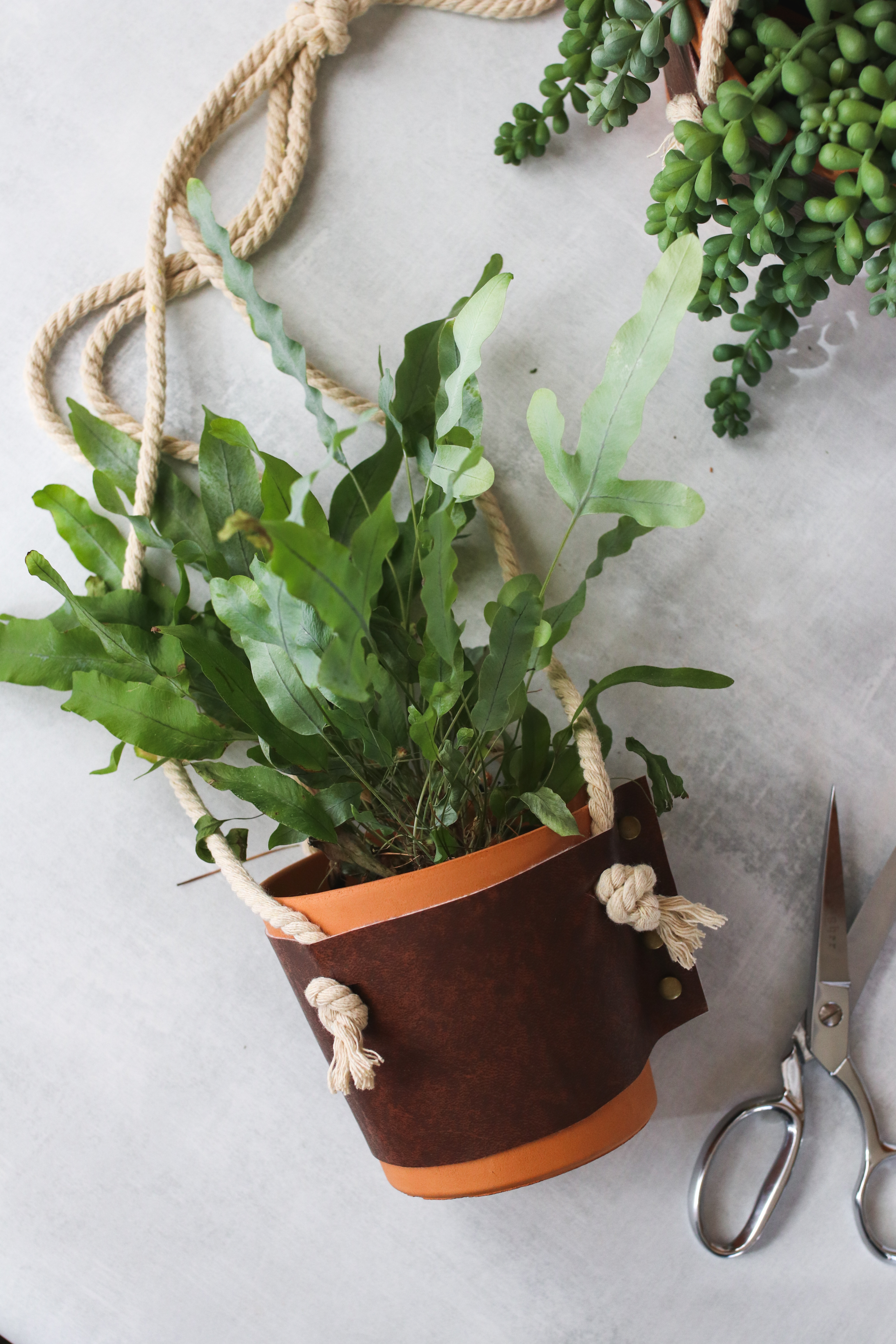 How to repot your house plants without killing them