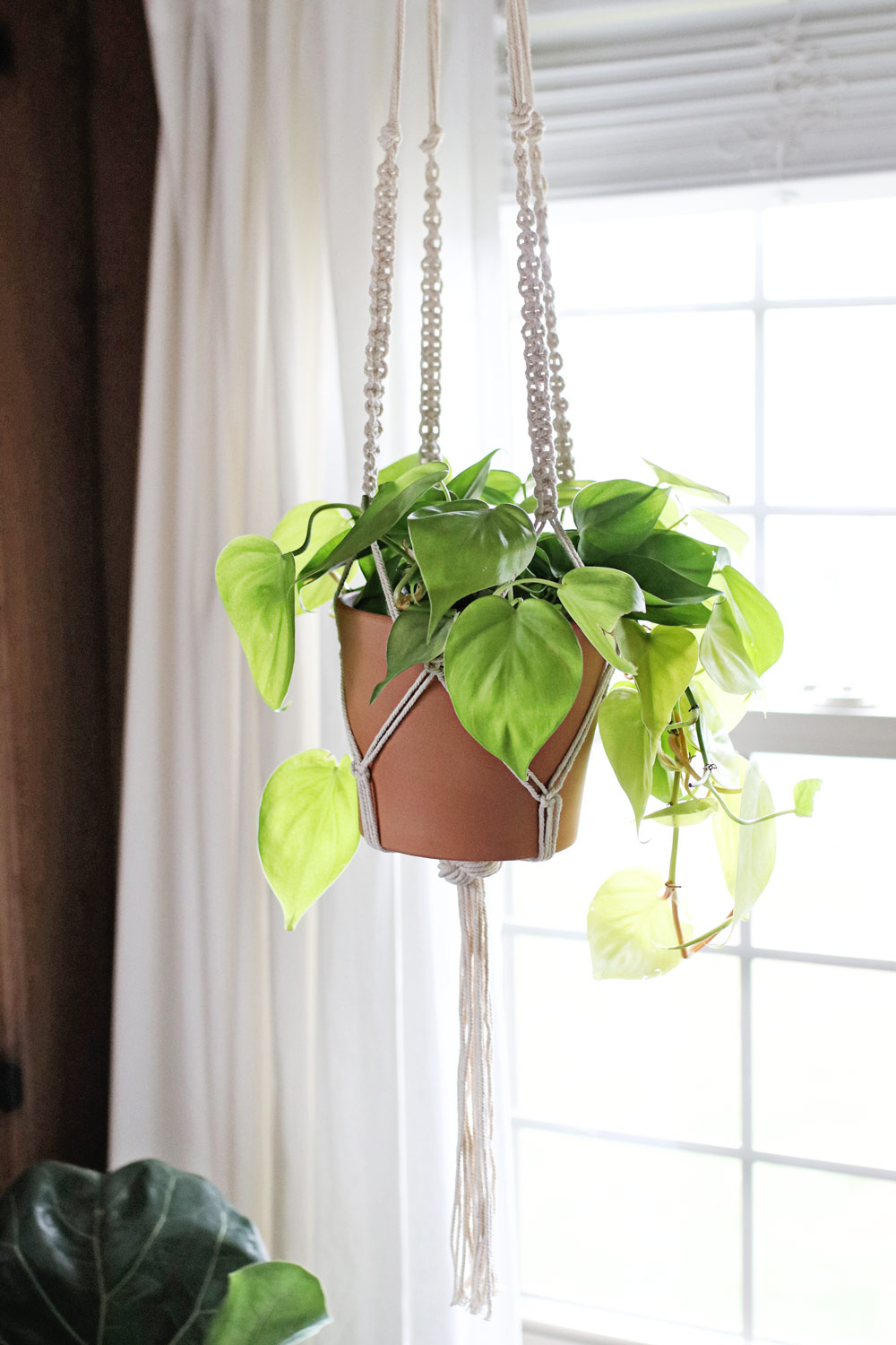 The best plants for the bedroom - pothos plant