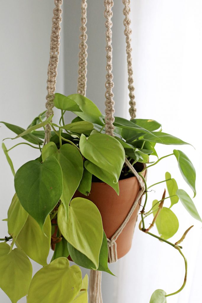 Pothos | The Best Plants for Low Light Spaces