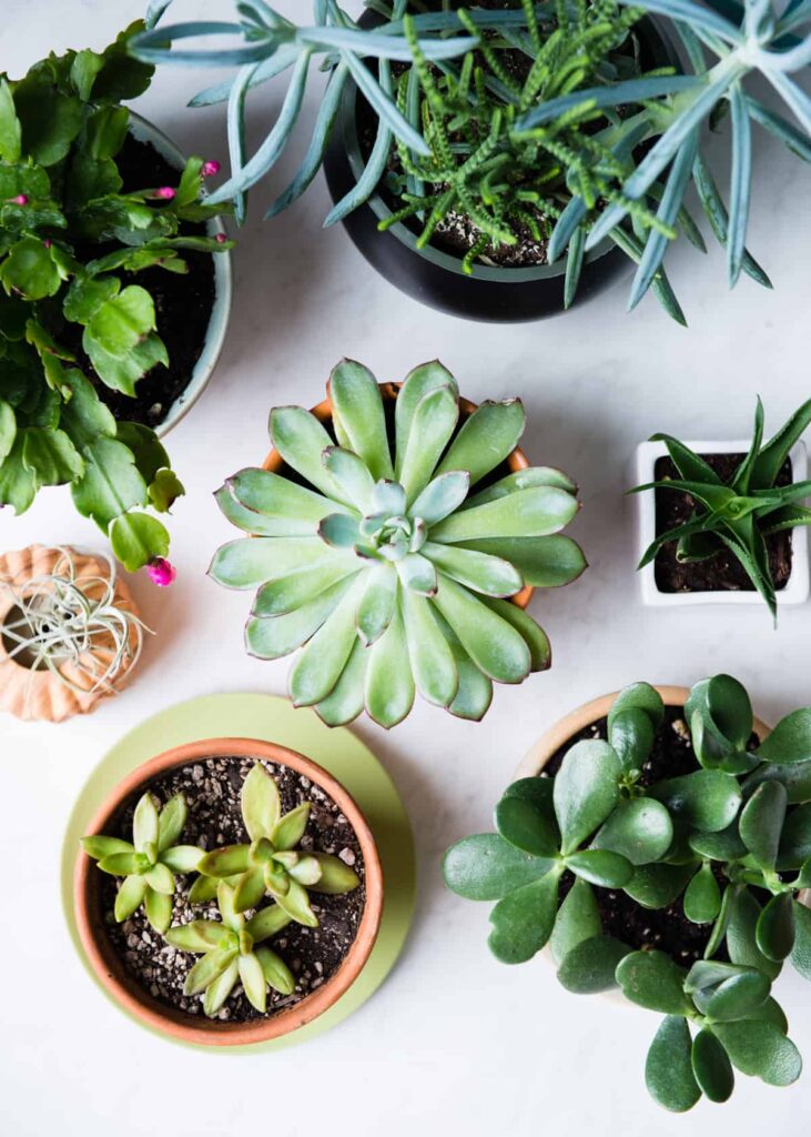 11 low maintenance houseplants