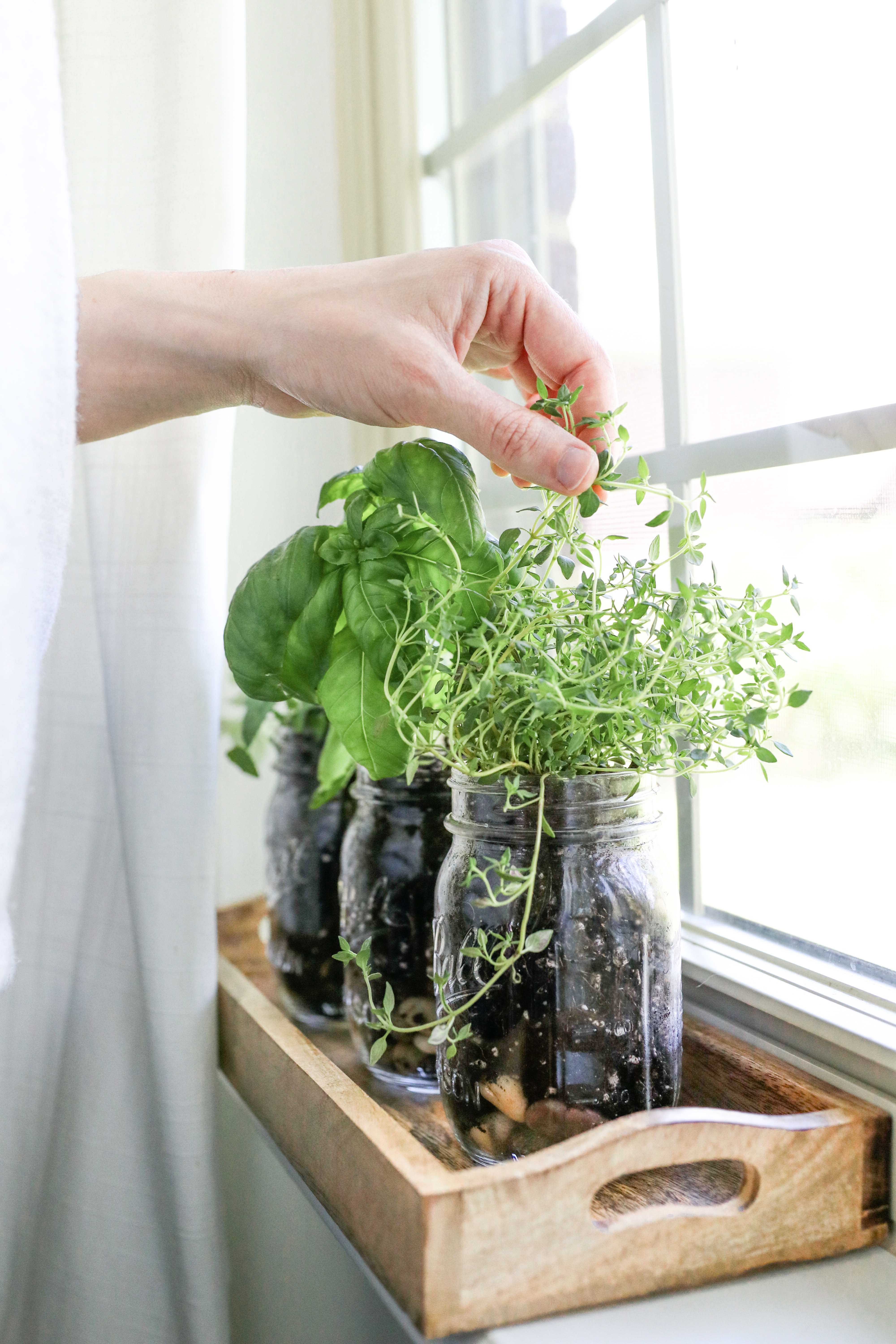 Wie man ein Einmachglas Kräutergarten