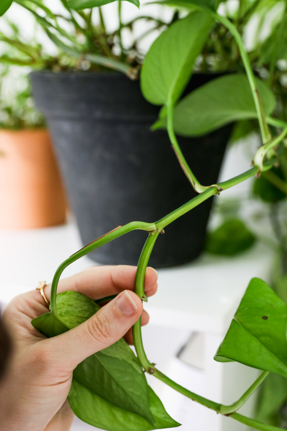 How to Take a Cutting from a Plant