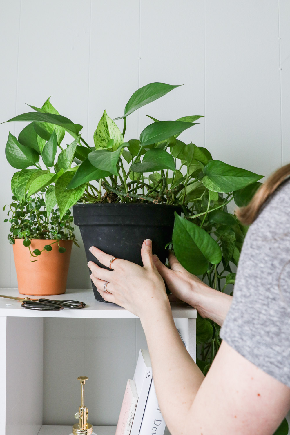 Multiply Your Plants for Free By Growing From Cuttings