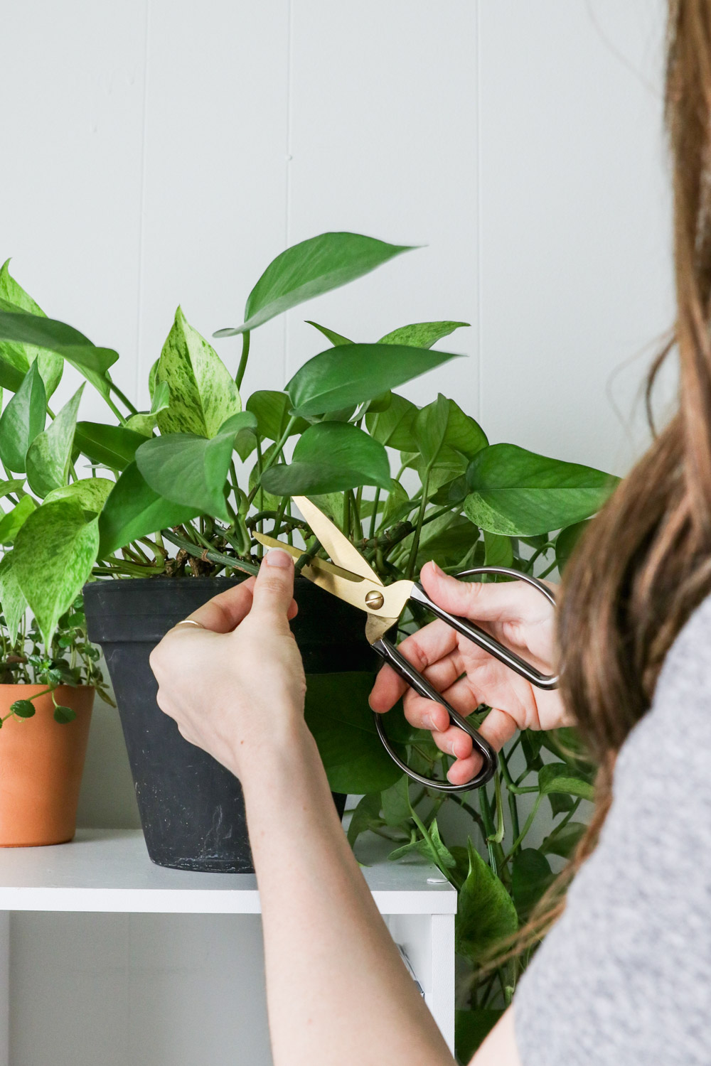 A How-To Guide on Growing from Cuttings