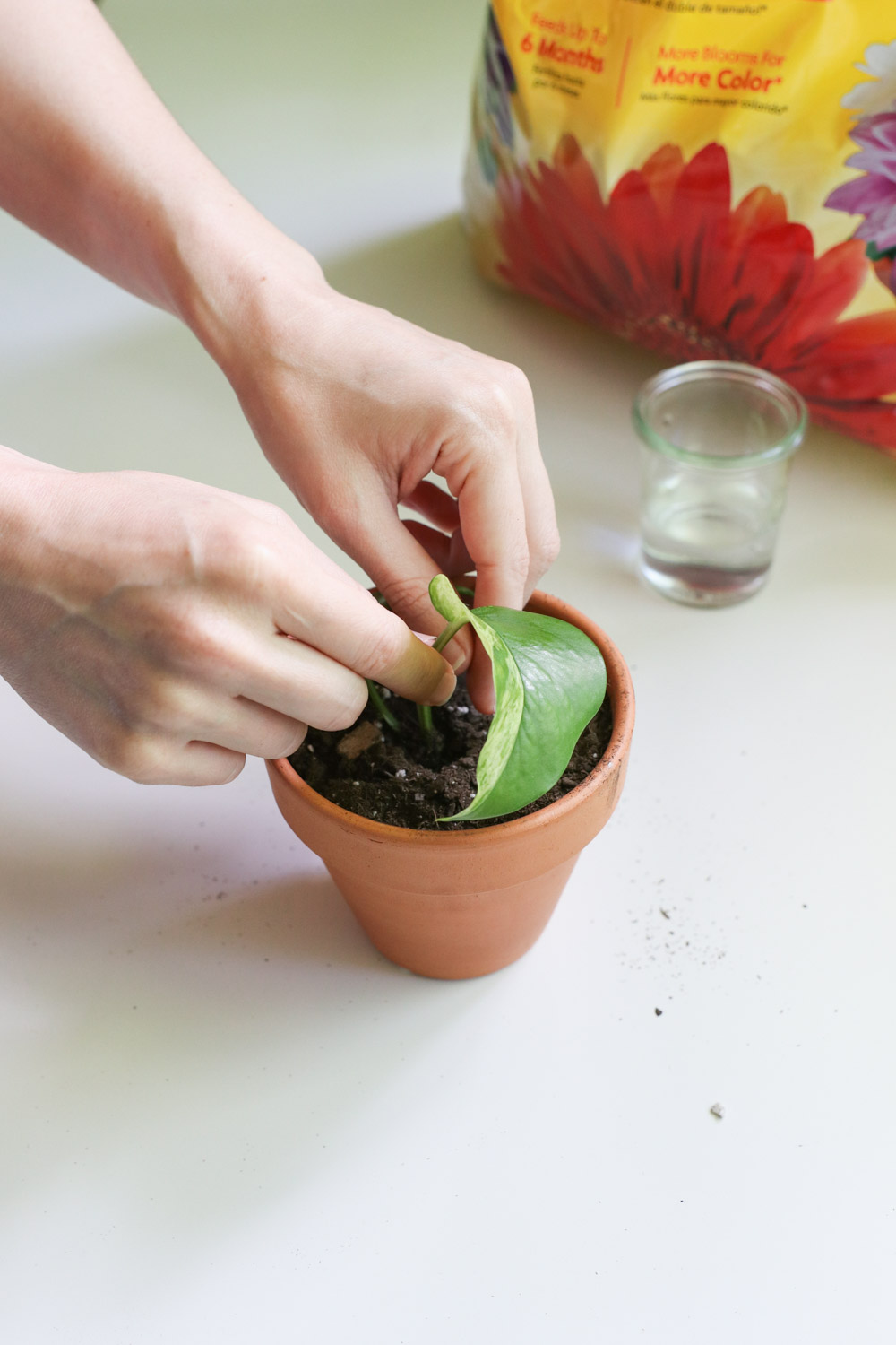 Planting a Cutting in Potting Soil