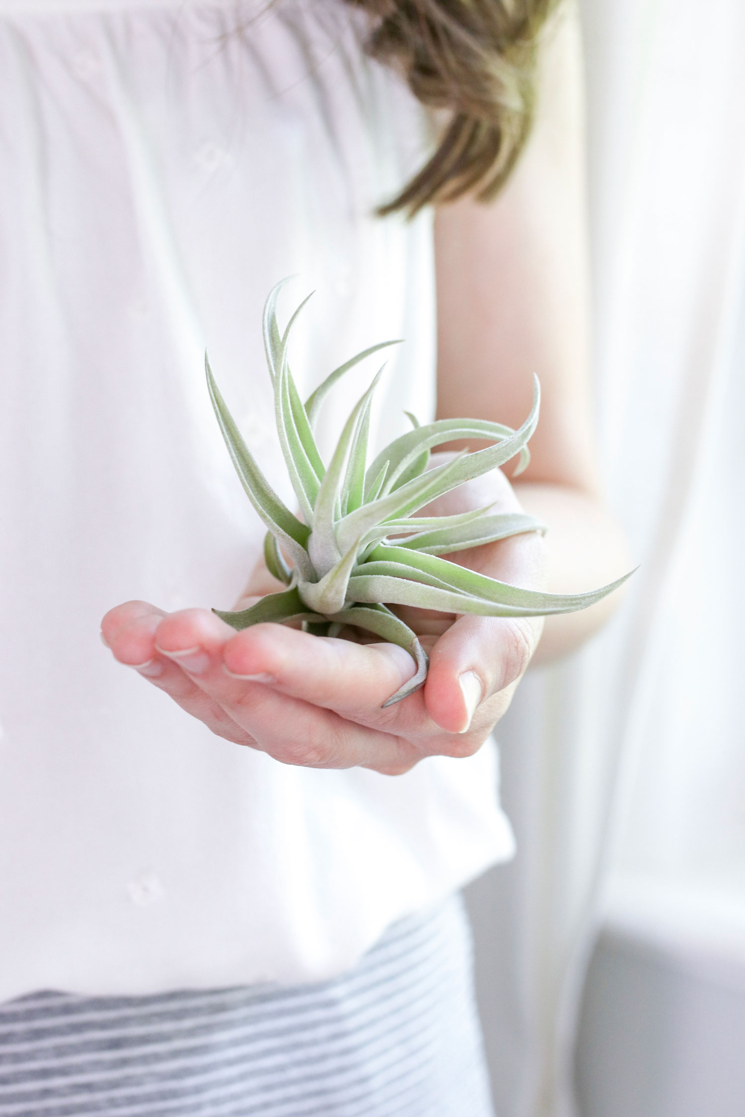 How to care for an air plant
