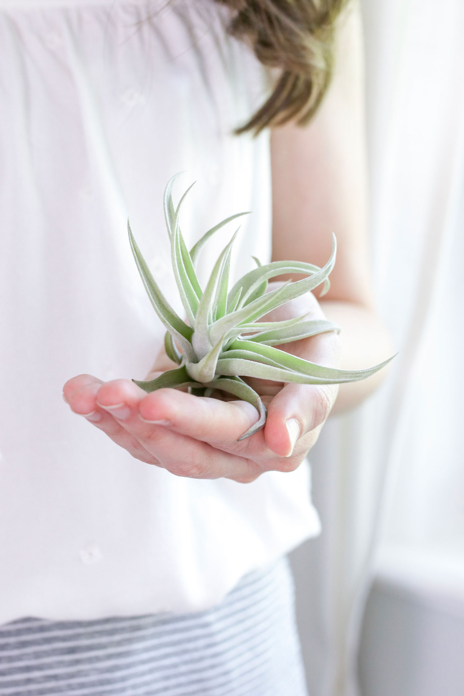 Low maintenance plants: air plants