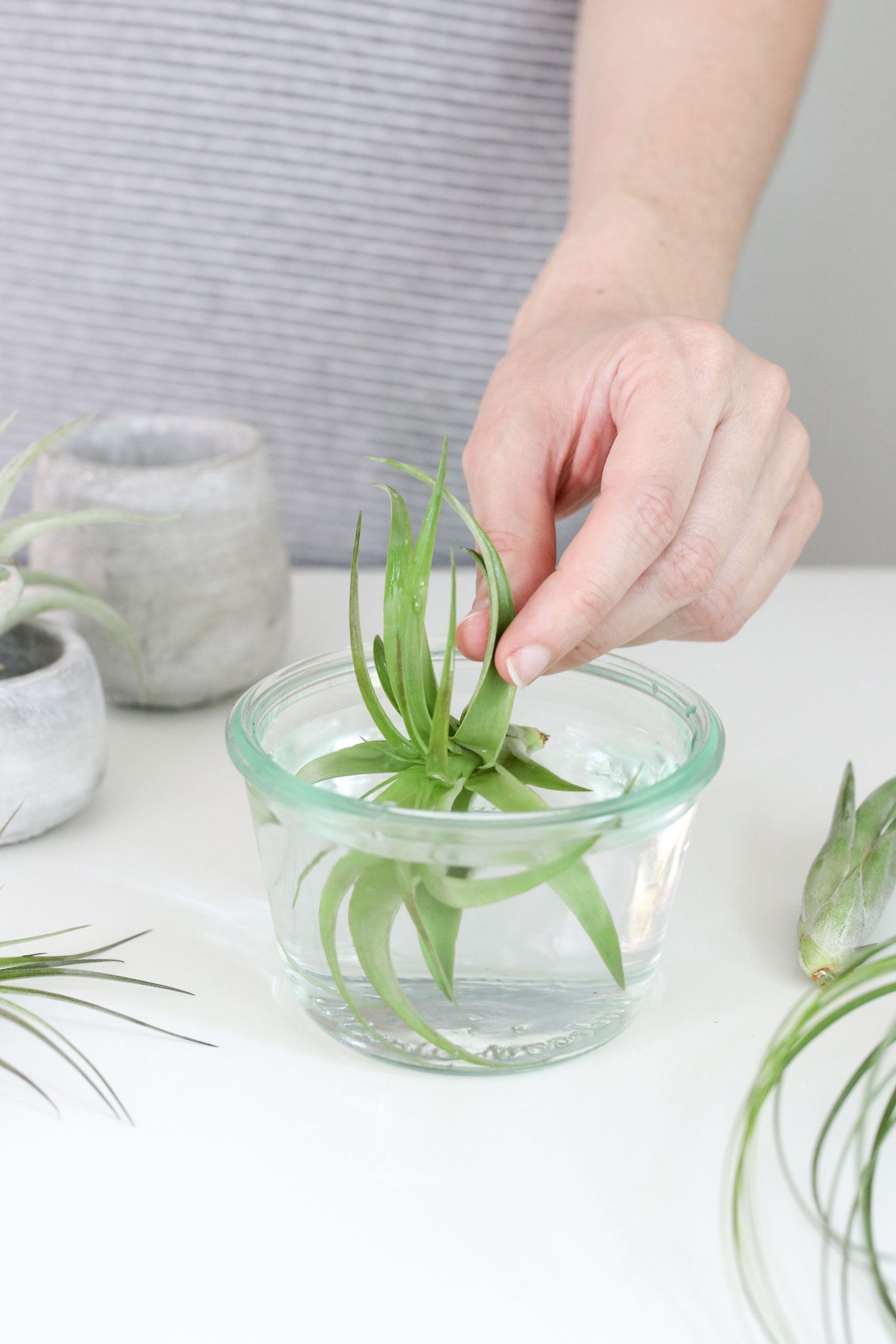 How to water an air plant