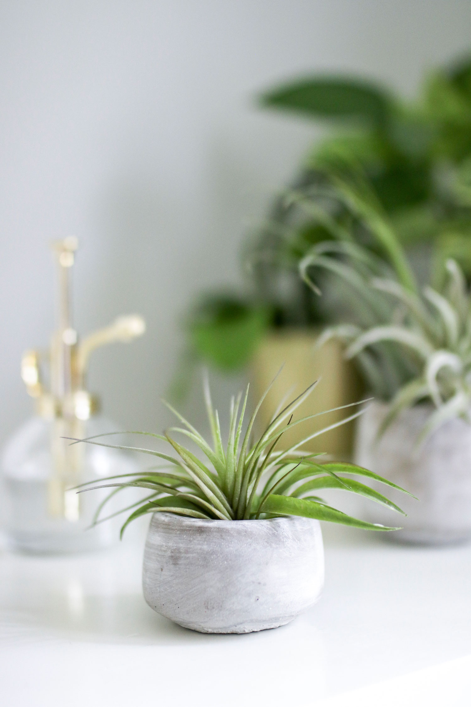 Containers for air plants