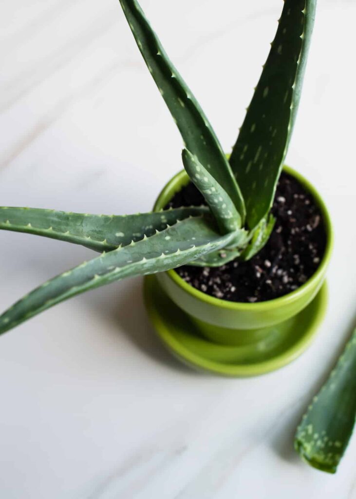 Aloe vera plant