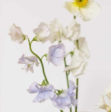 Minimalist Ikebana Flower Arrangement from Hello Glow