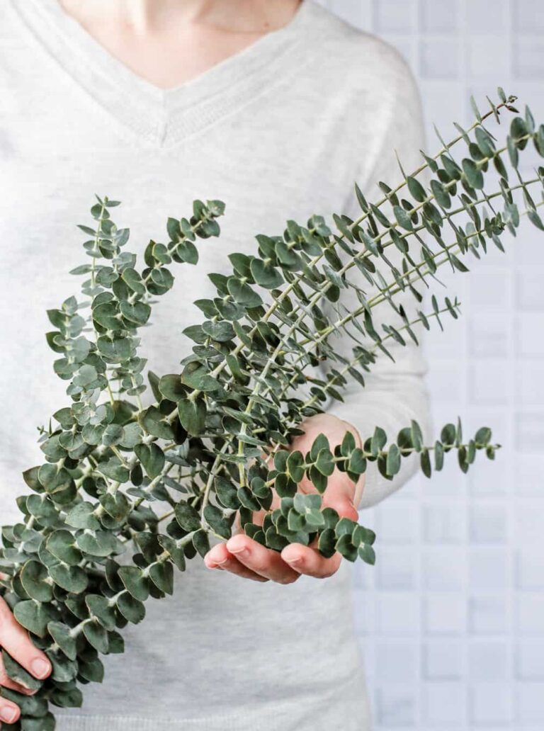 5 Eucalyptus Diffuser Blends To Enjoy All Season Long Hello Nest