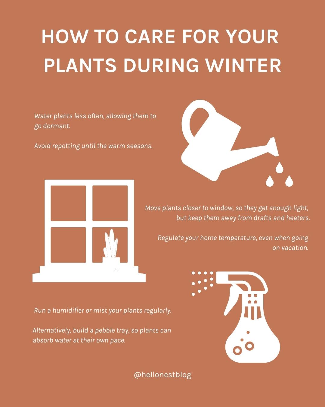 How to care for your plants during winter - Hello Nest