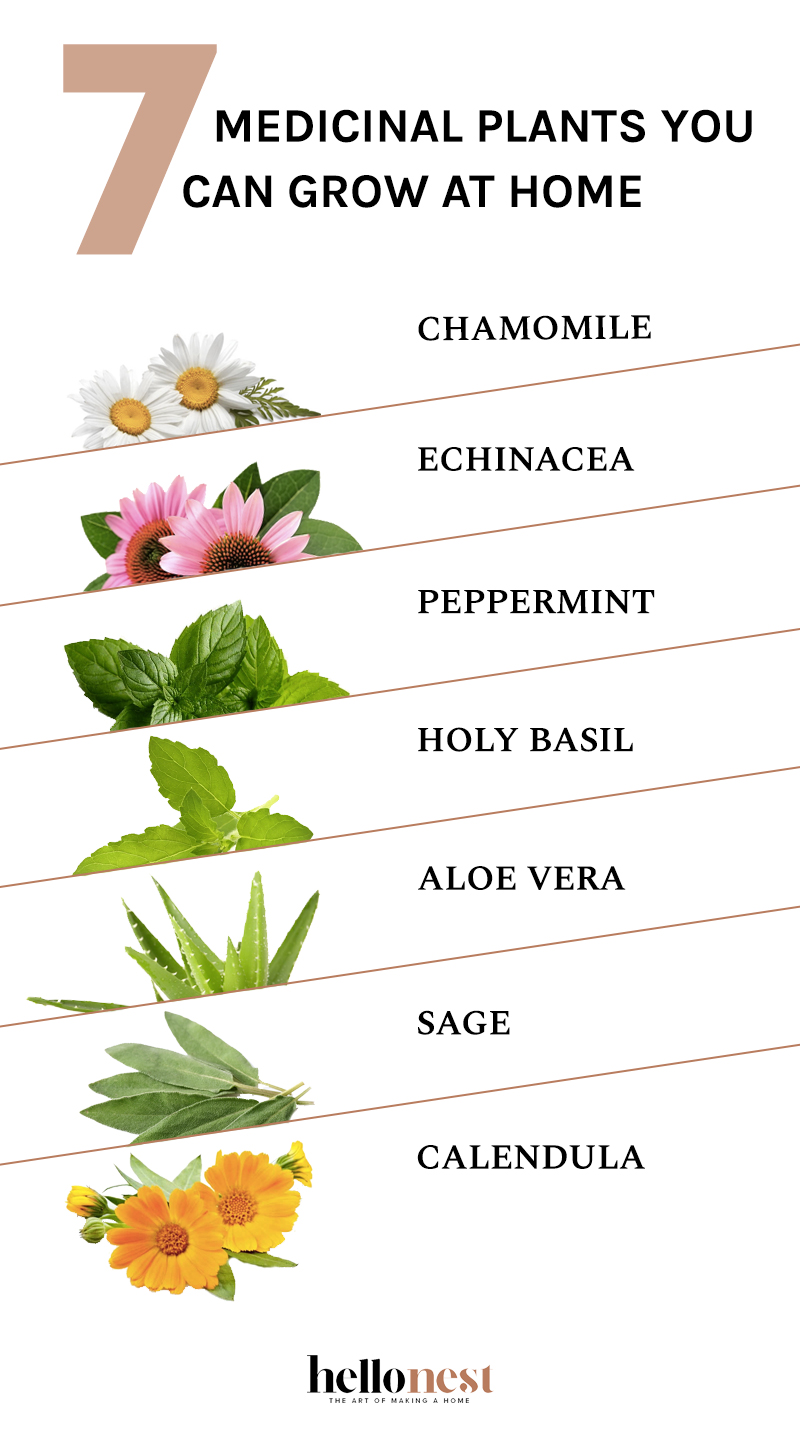 7 Medicinal Plants You Can Grow at Home | Hello Nest