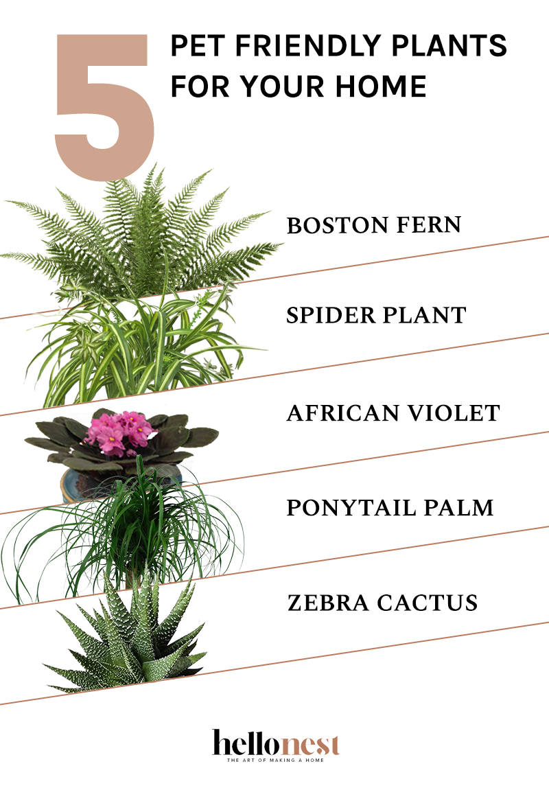 5 Pet Friendly Plants for Your Home - HelloNest.co