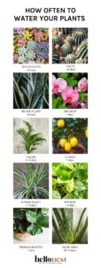 How Often to Water Your House Plants | Hello Nest