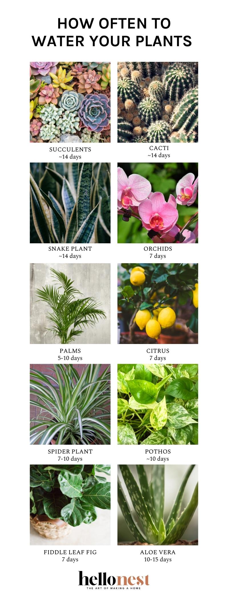 How Often Should You Water Houseplants?