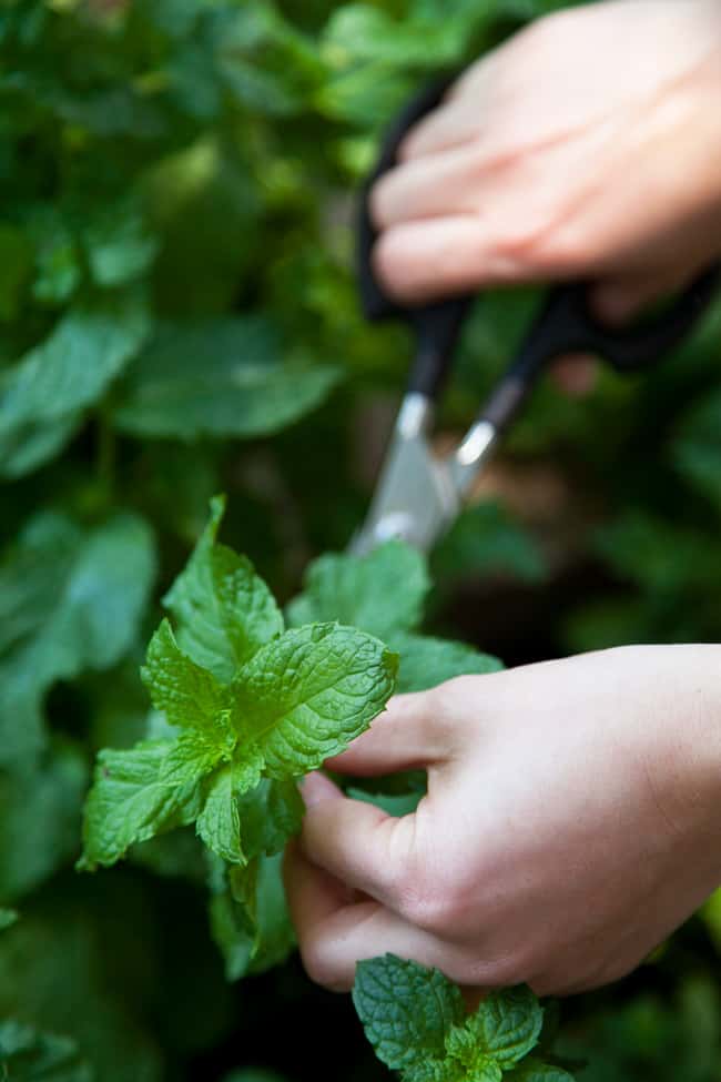 When to cut your herbs