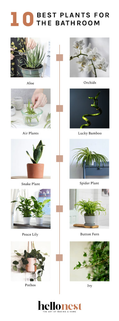 10 Best Plants for the Bathroom | Hello Nest