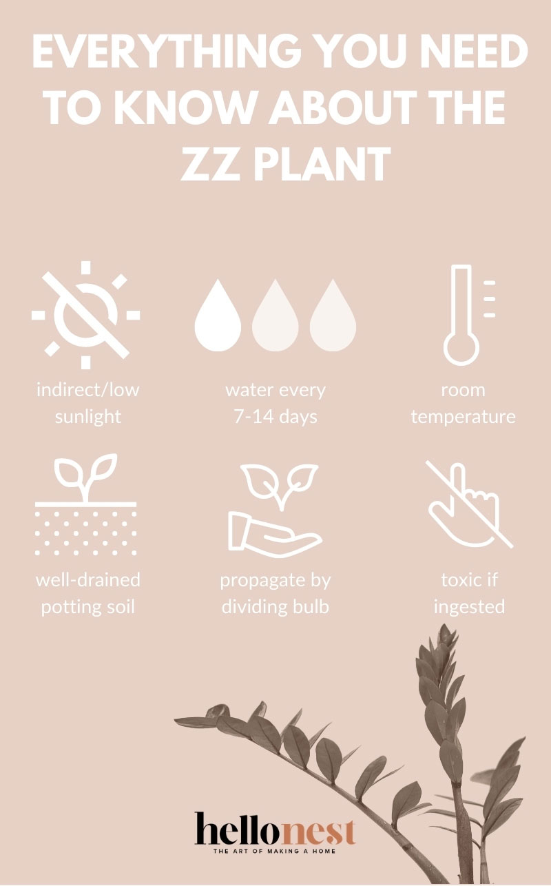 Everything You Need to Know About the ZZ Plant - HelloNest.co