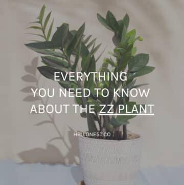 Everything You Need to Know About the ZZ Plant