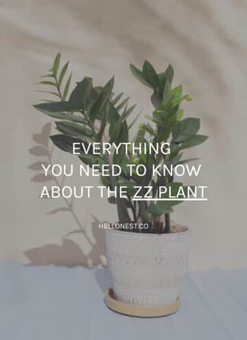 Everything You Need to Know About the ZZ Plant