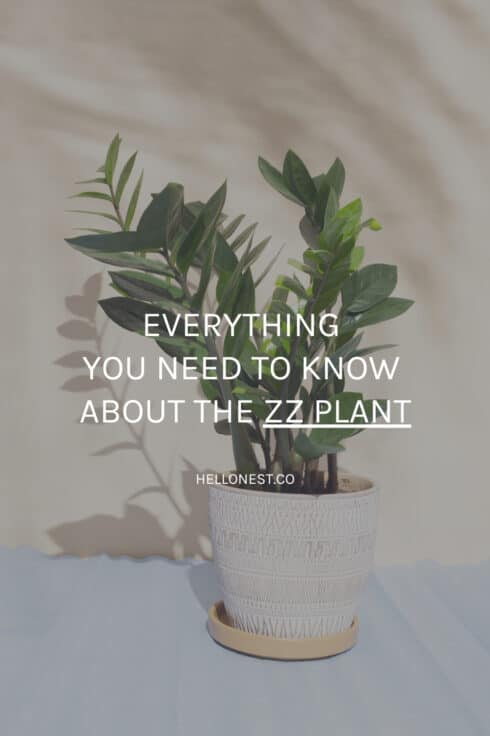 Everything You Need to Know About the ZZ Plant