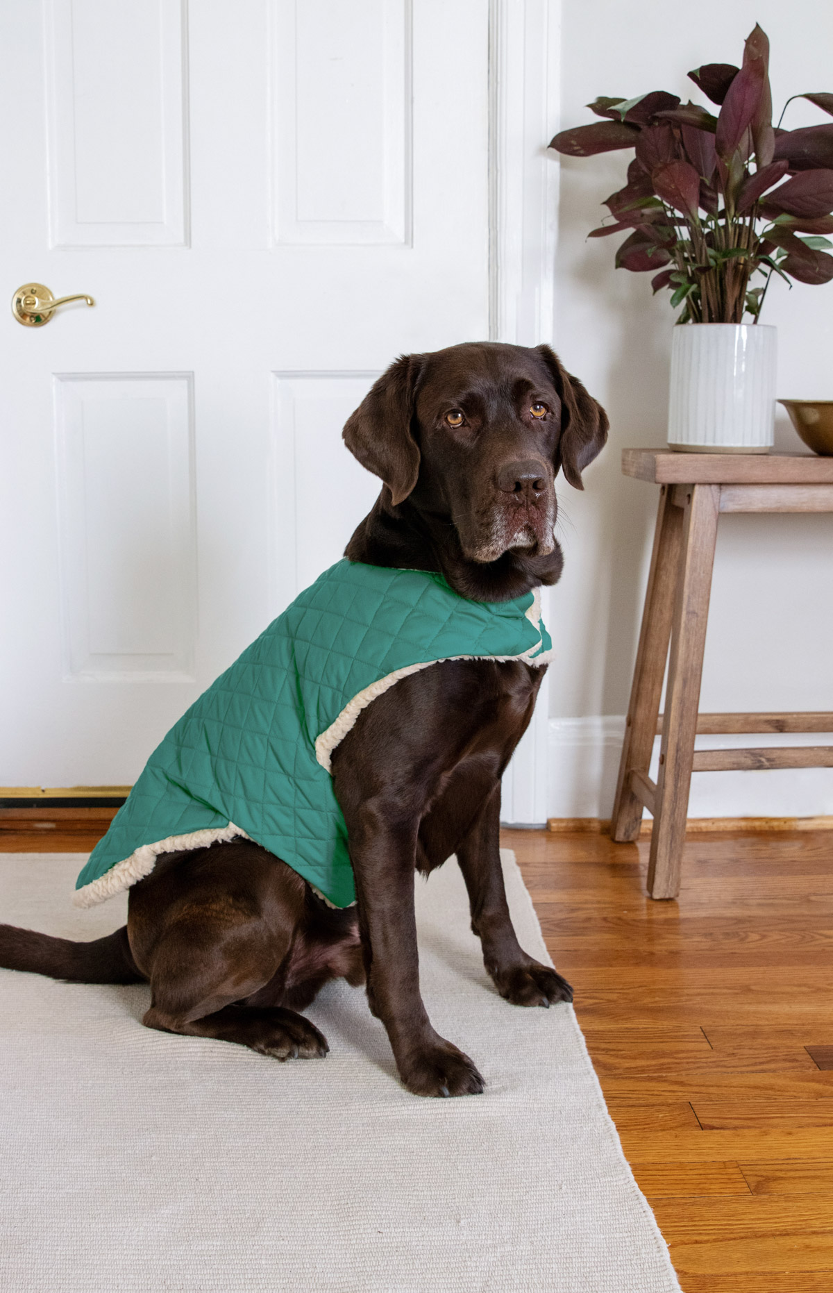 This DIY dog coat is made with ultrasoft fleece on the inside and easy-to-clean cotton on the outside to keep your pup comfy in cold weather.