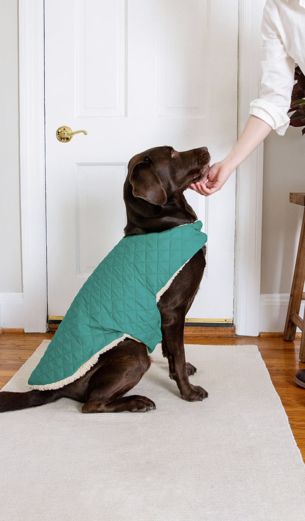 Step in dog clearance coats