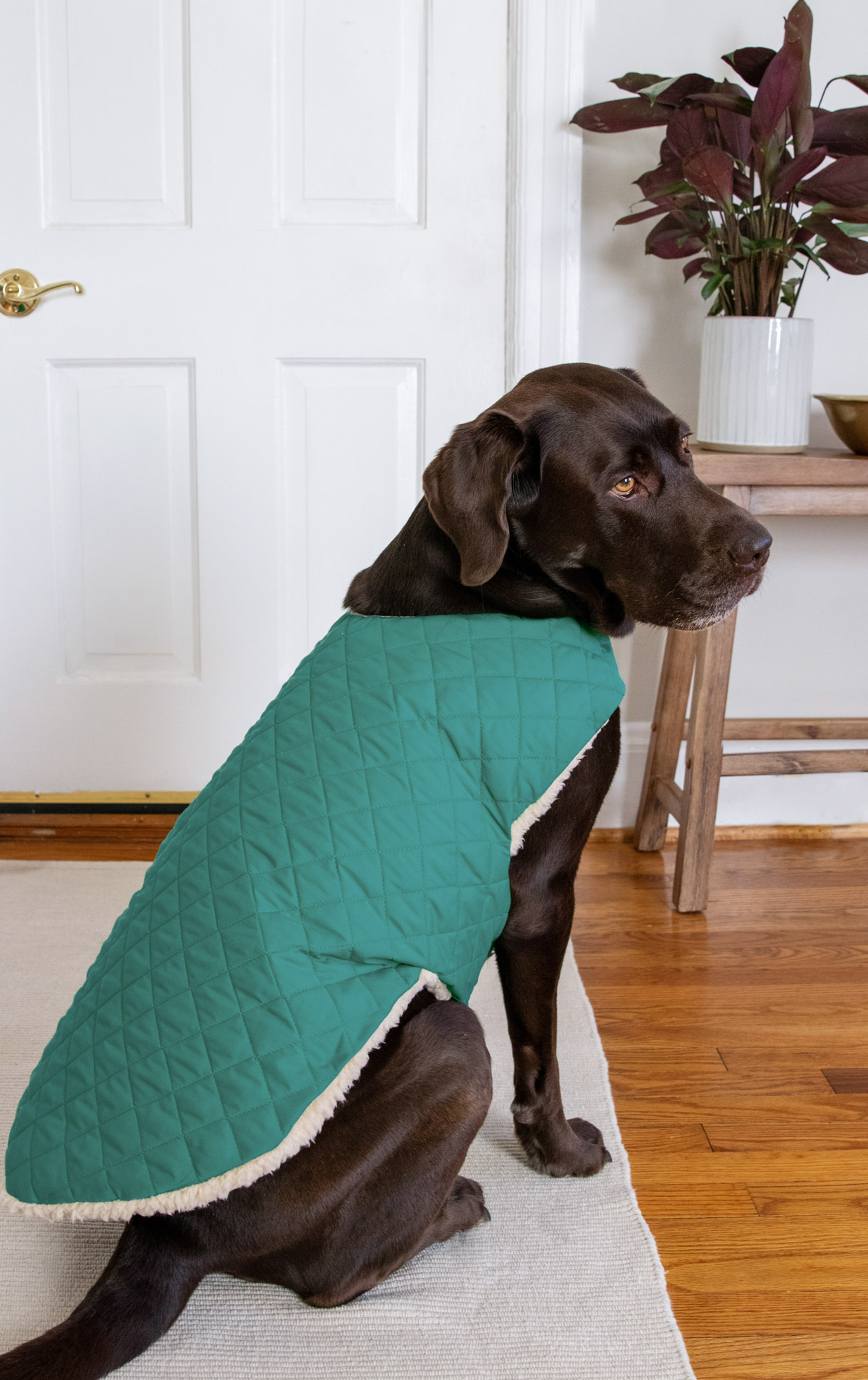 This DIY dog coat is made with ultrasoft fleece on the inside and easy-to-clean cotton on the outside to keep your pup comfy in cold weather.