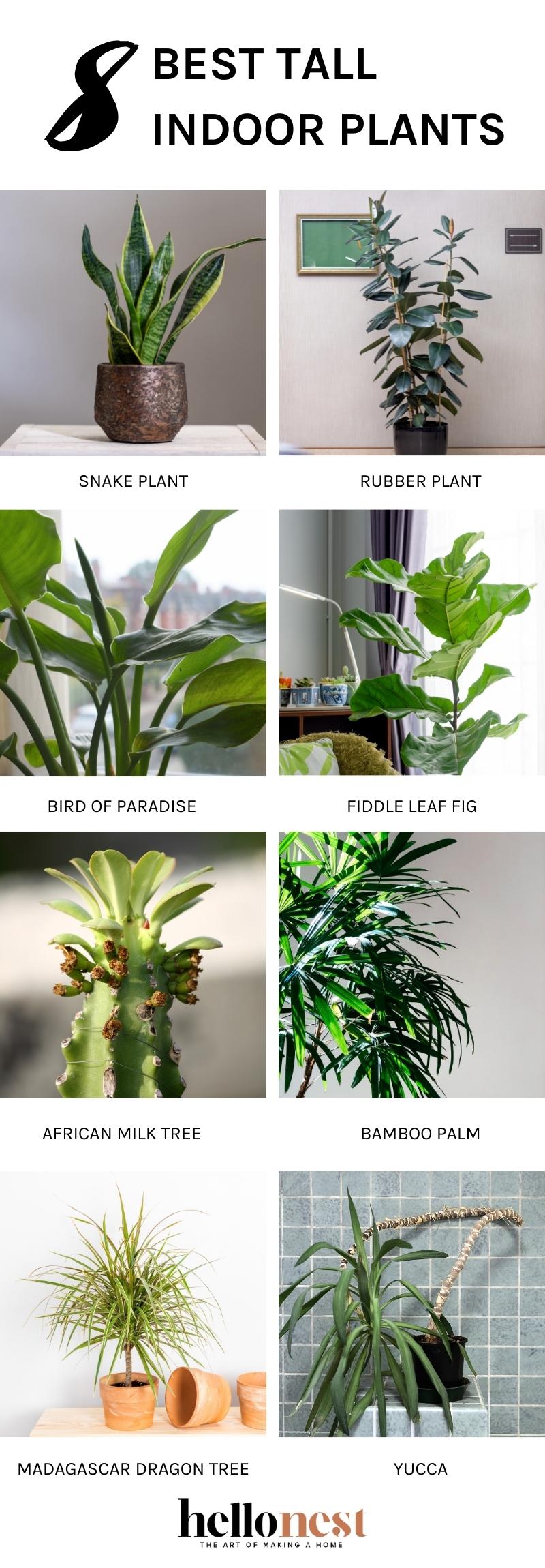 The 8 best tall houseplants - Hello Nest