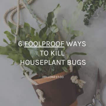 6 foolproof ways to kill houseplant bugs