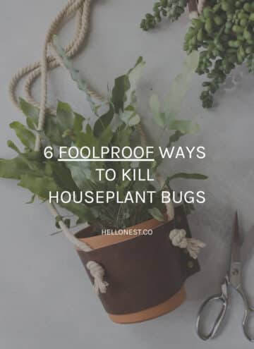 6 foolproof ways to kill houseplant bugs