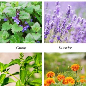 Best Patio Flowers and Herbs to Keep Mosquitoes Away