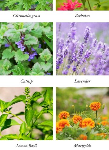 Best Patio Flowers and Herbs to Keep Mosquitoes Away
