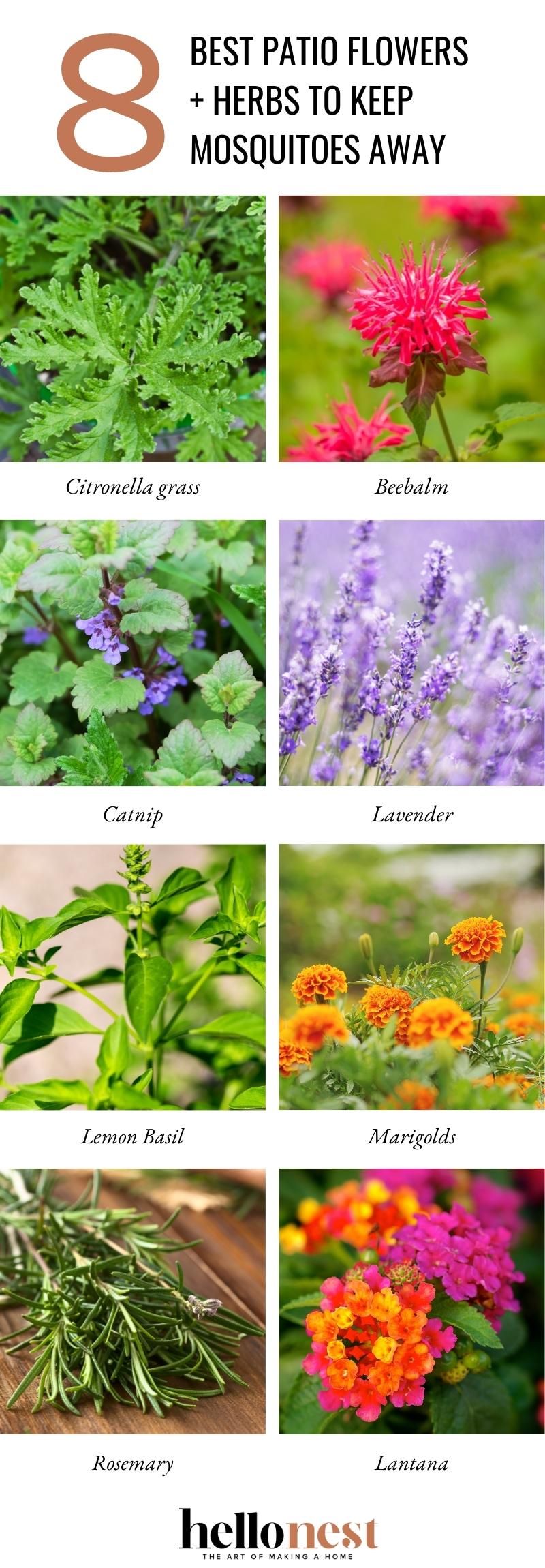 Best Patio Flowers and Herbs to Keep Mosquitoes Away - Hello Nest