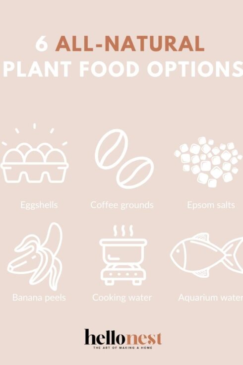 All Natural Food Plant Options - Hello Nest