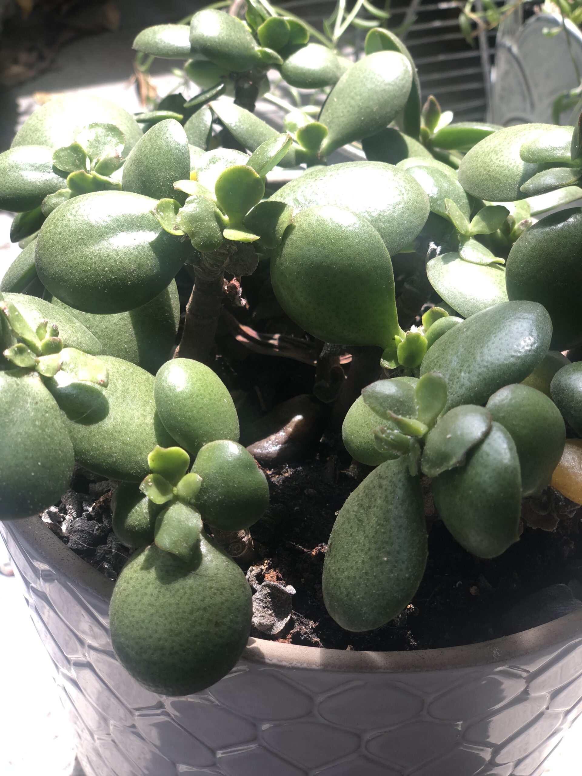 Grow jade plant from cuttings