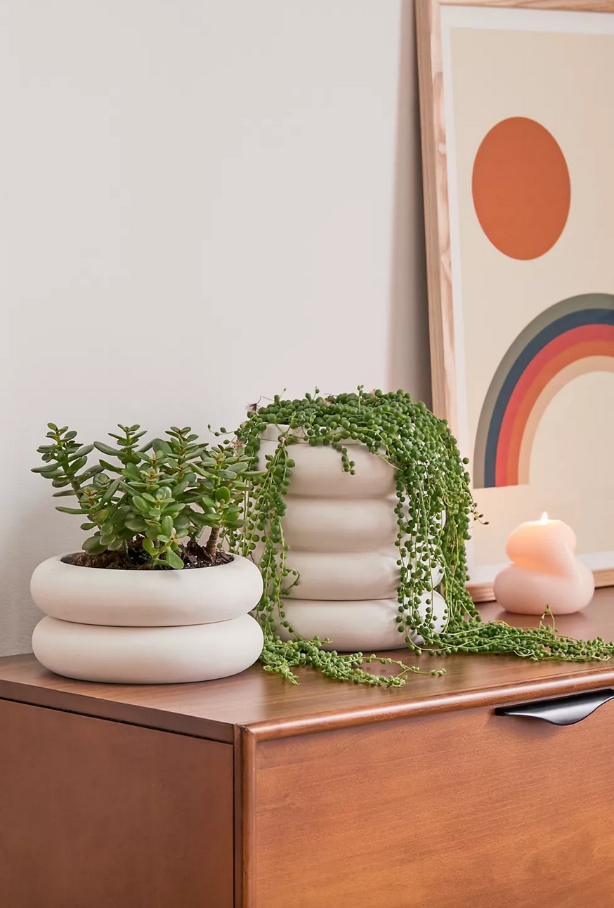 How to care for a jade plant