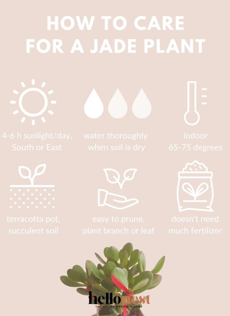 Jade Plants Are the Low-Maintenance Houseplants Everyone Needs | Hello Nest